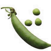 Pea